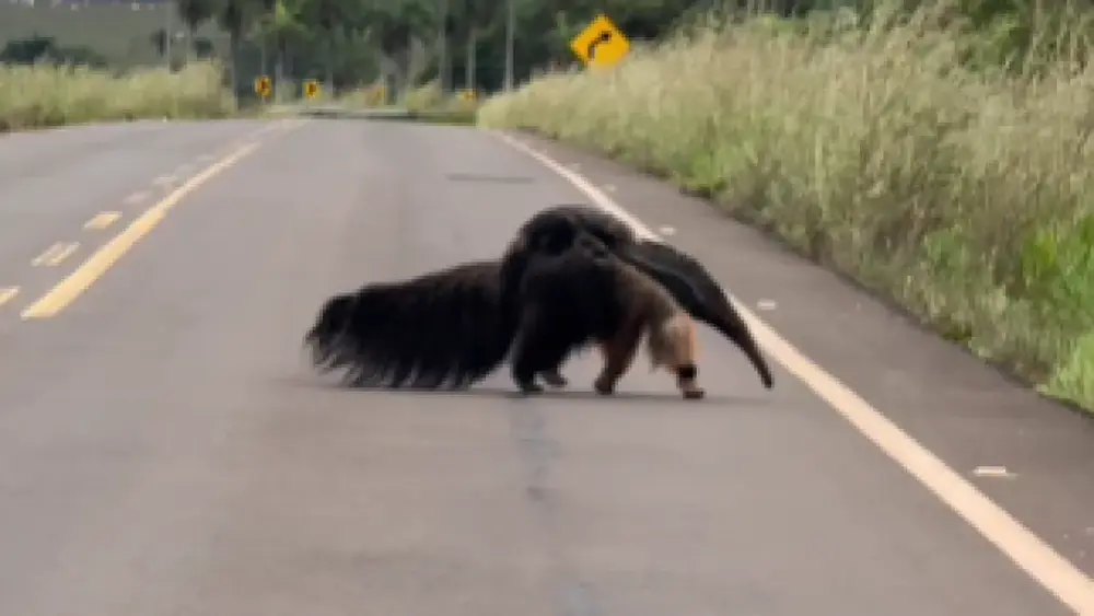 Mãe tamanduá-bandeira carrega filhote ao atravessar estrada