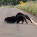 Mãe tamanduá-bandeira carrega filhote ao atravessar estrada