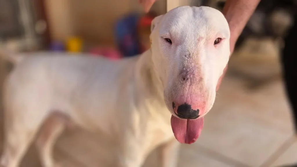 Bull terrier assusta clientes em padaria e é resgatado em MS