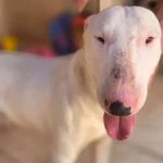 Bull terrier assusta clientes em padaria e é resgatado em MS