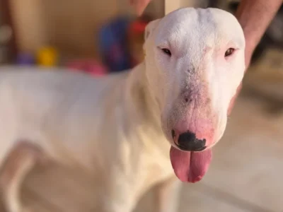 Bull terrier assusta clientes em padaria e é resgatado em MS