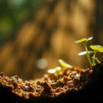 Verruga plantar ou calo? Como diferenciar e tratar cada lesão
