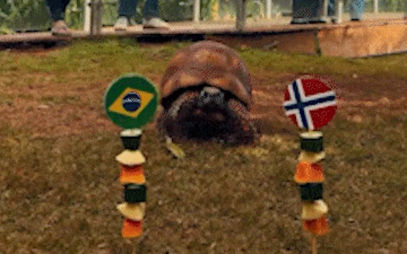 Jabuti ‘acerta’ vitória da Noruega e eliminação do Brasil na Copa