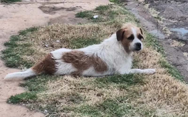 Cachorro adotado das ruas desaparece em Campo Grande