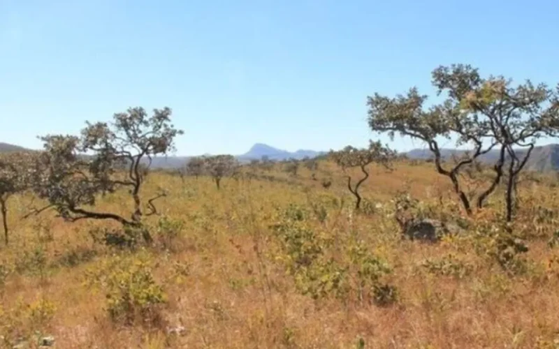 Cerrado tem menor área sob alerta de desmate desde 2021