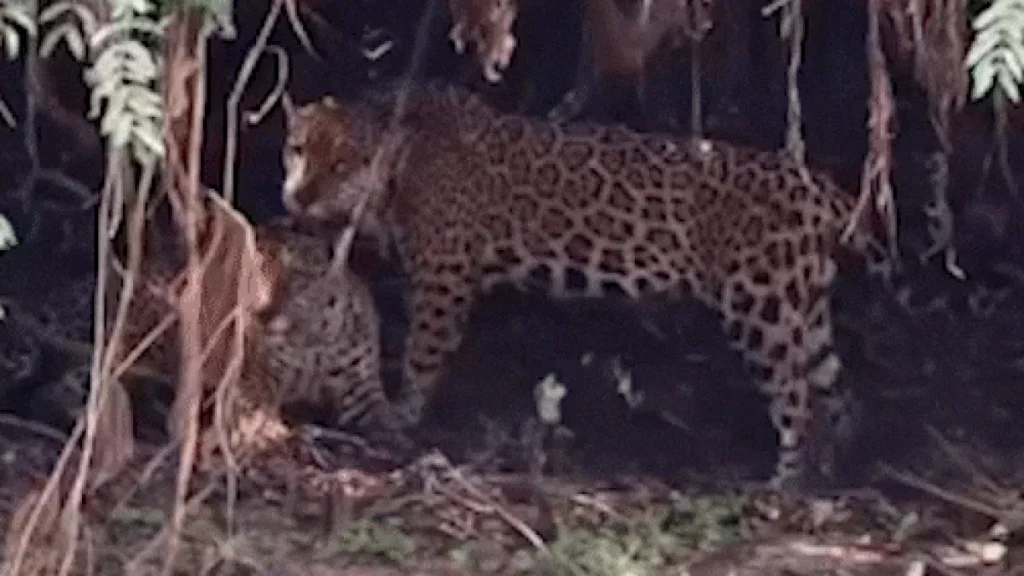 Onças-pintadas surpreendem com raro momento de afeto no Pantanal
