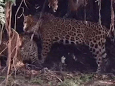 Onças-pintadas surpreendem com raro momento de afeto no Pantanal