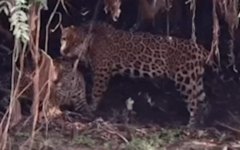 Onças-pintadas surpreendem com raro momento de afeto no Pantanal
