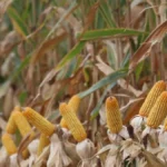 Colheita do milho atinge 8,2% em MS e segue atrasada