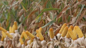 Colheita do milho atinge 8,2% em MS e segue atrasada