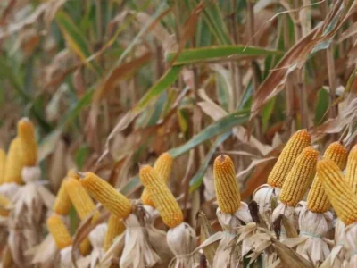 Colheita do milho atinge 8,2% em MS e segue atrasada