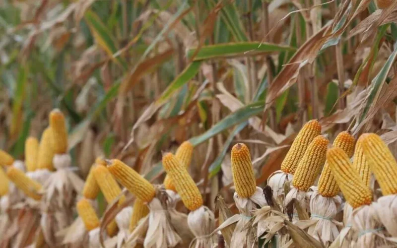 Colheita do milho atinge 8,2% em MS e segue atrasada