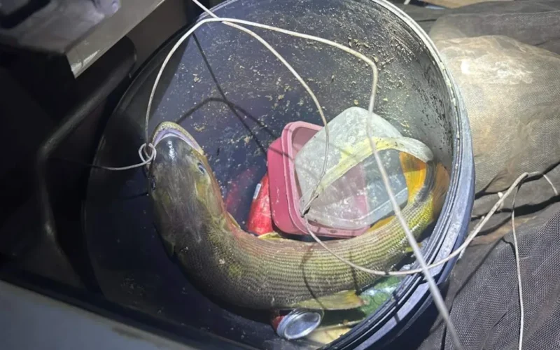 Pescador é multado em R$ 5,5 mil por transportar peixe Dourado