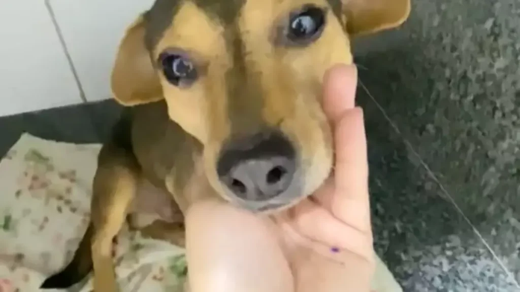 Sorriso: cão atropelado e abandonado busca um lar em Campo Grande