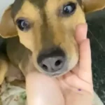 Sorriso: cão atropelado e abandonado busca um lar em Campo Grande