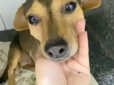 Sorriso: cão atropelado e abandonado busca um lar em Campo Grande