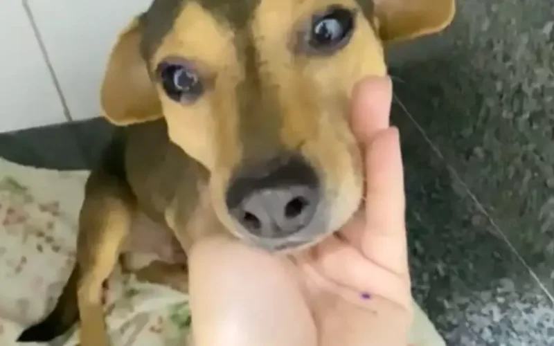 Sorriso: cão atropelado e abandonado busca um lar em Campo Grande