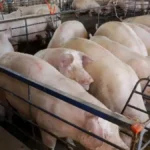 MS amplia 18% na produção de suínos, mas preço cai 25%