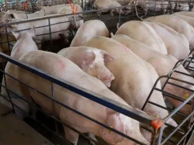 MS amplia 18% na produção de suínos, mas preço cai 25%