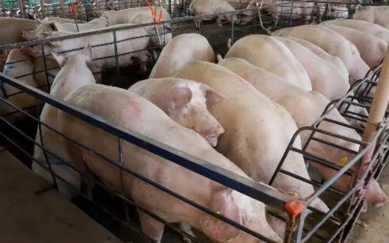 MS amplia 18% na produção de suínos, mas preço cai 25%
